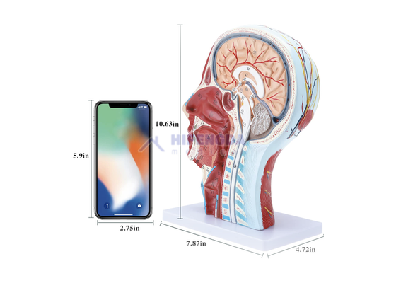 Medical Education & Simulation